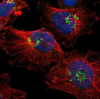 Immunocytochemistry/Immunofluorescence: Ajuba Antibody [NBP1-89570] - Staining of human cell line U-251 MG shows localization to nucleoplasm & the Golgi apparatus. Antibody staining is shown in green.