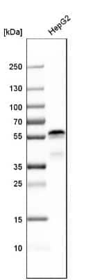 Western Blot: Ajuba Antibody [NBP1-89570] - Analysis in human cell line HepG2.