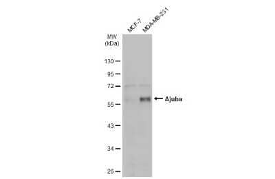 Western Blot Ajuba Antibody