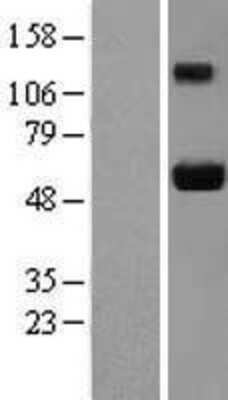 Western Blot Ajuba Overexpression Lysate