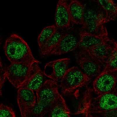 Immunocytochemistry/Immunofluorescence: Akirin2 Antibody [NBP2-57523] - Staining of human cell line Hep G2 shows localization to nucleoplasm.