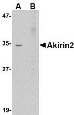 Western Blot Akirin2 Antibody - BSA Free