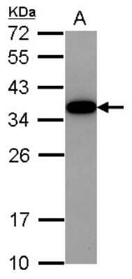 Western Blot Akirin2 Antibody - BSA Free