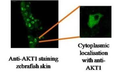 Immunohistochemistry: AKT1 Antibody (V7) [NBP2-50101] - IHC staining of zebrafish skin using AKT1 antibody. AKT1 can be seen to localise in the cytoplasm.