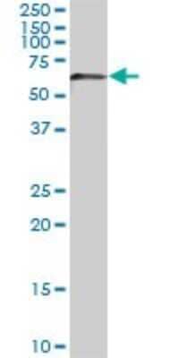 Western Blot: Akt3 Antibody (6E11) [H00010000-M08] - Analysis of AKT3 expression in PC-12 (Cat # L012V1).