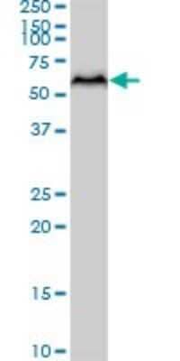 Western Blot: Akt3 Antibody (6E11) [H00010000-M08] - Analysis of AKT3 expression in MCF-7 (Cat # L046V1).