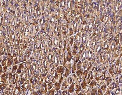 Immunohistochemistry-Paraffin: Alanyl tRNA synthetase Antibody [NBP3-12770] - Staining of mouse AARS in mouse stomach with rabbit polyclonal antibody at 1:10000 dilution.