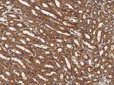 Immunohistochemistry-Paraffin: Alanyl tRNA synthetase Antibody [NBP3-12770] - Staining of mouse AARS in mouse kidney with rabbit polyclonal antibody at 1:10000 dilution.