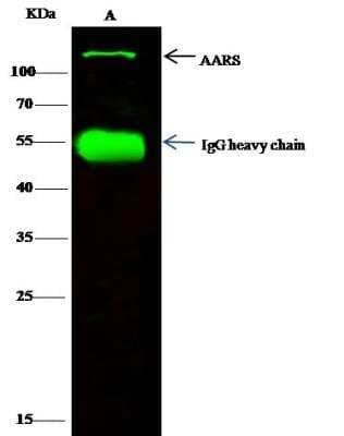 Immunoprecipitation: Alanyl tRNA synthetase Antibody [NBP3-12770] - Lane A:0.5 mg K562 Whole Cell Lysate0.5 uL anti-Mouse AARS rabbit polyclonal antibody and 60 ug of Immunomagnetic beads Protein G.Primary antibody:Anti-Mouse AARS rabbit polyclonal antibody,at 1:500 dilution Secondary antibody:Dylight 800-labeled antibody to rabbit IgG (H+L), at 1:5000 dilution Developed using the odssey technique.Performed under reducing conditions.Predicted band size: 107 kDaObserved band size: 107 kDa