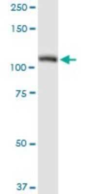 Western Blot: Alanyl tRNA synthetase Antibody [H00000016-D01P] - Analysis of AARS expression in Jurkat.
