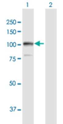 Western Blot: Alanyl tRNA synthetase Antibody [H00000016-D01P] - Analysis of AARS expression in transfected 293T cell line by AARS polyclonal antibody.Lane 1: AARS transfected lysate(106.80 KDa).Lane 2: Non-transfected lysate.