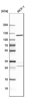 Western Blot: Alanyl tRNA synthetase Antibody [NBP1-87414] - Analysis in human cell line MCF-7.