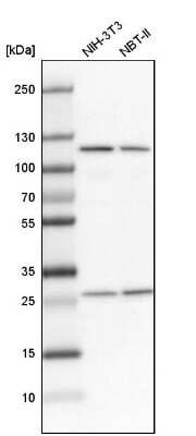 <b>Independent Antibodies Validation. </b>Western Blot: Alanyl tRNA synthetase Antibody [NBP1-87414] - Analysis in mouse cell line NIH-3T3 and rat cell line NBT-II.