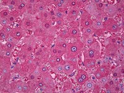 Immunohistochemistry-Paraffin: Albumin Antibody (1G2) [NBP2-11514] - Analysis of anti-Serum Albumin antibody with human liver at dilution 1:200.