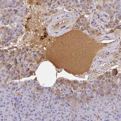 Immunohistochemistry-Paraffin: Albumin Antibody [NBP2-38174] - Staining of human pancreas shows strong positivity in plasma.