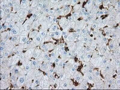 Immunohistochemistry: Aldehyde Dehydrogenase 3-A1/ALDH3A1 Antibody (OTI1B6) - Azide and BSA Free [NBP2-70152] - Staining of paraffin-embedded liver tissue using anti-ALDH3A1 mouse monoclonal antibody.