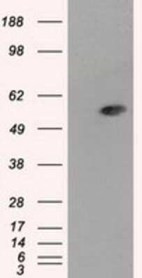 Western Blot: Aldehyde Dehydrogenase 3-A1/ALDH3A1 Antibody (OTI1B6) - Azide and BSA Free [NBP2-70152] - HEK293T cells were transfected with the pCMV6-ENTRY control (Left lane) or pCMV6-ENTRY ALDH3A1 (Right lane) cDNA for 48 hrs and lysed. Equivalent amounts of cell lysates (5 ug per lane) were separated by SDS-PAGE and immunoblotted with anti-ALDH3A1.