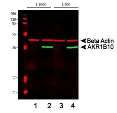 Western Blot: Aldo-keto Reductase 1B10/AKR1B10 Antibody [NBP1-44998] - Analysis of AKR1B10 expression in RKO cell lysate (Lns 1 & 3) and HCT-8 cell lysate (Lns 2 & 4). Image courtesy of the laboratory of Dr. Deliang Cao at Southern Illinois University School of Medicine.