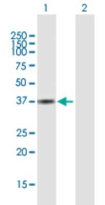 Western Blot: Aldo-keto Reductase 1C3/AKR1C3 Antibody [H00008644-B01P] - Analysis of AKR1C3 expression in transfected 293T cell line by AKR1C3 polyclonal antibody.  Lane 1: AKR1C3 transfected lysate(35.53 KDa). Lane 2: Non-transfected lysate.