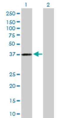 Western Blot: Aldo-keto Reductase 1C3/AKR1C3 Antibody [H00008644-D01P] - Analysis of AKR1C3 expression in transfected 293T cell line by AKR1C3 polyclonal antibody.Lane 1: AKR1C3 transfected lysate(36.90 KDa).Lane 2: Non-transfected lysate.