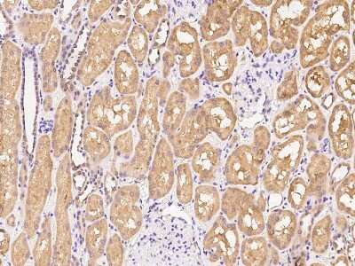 Immunohistochemistry-Paraffin: Aldo-keto Reductase 1C4/AKR1C4 Antibody [NBP2-97581] - Immunochemical staining of human Aldo-keto Reductase 1C4/AKR1C4 in human kidney with rabbit polyclonal antibody at 1:100 dilution, formalin-fixed paraffin embedded sections.