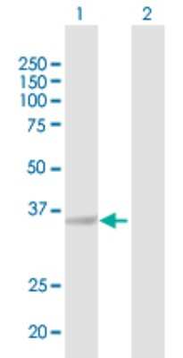 Western Blot: Aldo-keto Reductase 1C4/AKR1C4 Antibody [H00001109-B01P] - Analysis of AKR1C4 expression in transfected 293T cell line by AKR1C4 polyclonal antibody.  Lane 1: AKR1C4 transfected lysate(35.53 KDa). Lane 2: Non-transfected lysate.