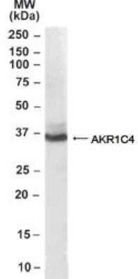 Western Blot: Aldo-keto Reductase 1C4/AKR1C4 Antibody [NB100-40786] - Analysis of  Human Liver lysate (35ug protein in RIPA buffer). at 0.1ug/ml.