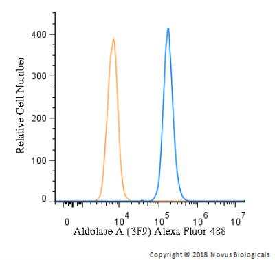 Flow Cytometry: Aldolase A Antibody (3F9) [Alexa Fluor 488] [NBP2-42620AF488] - An intracellular stain was performed on HeLa cells with Aldolase A Antibody (3F9) NBP2-42620AF488 and a matched isotype control (orange). Cells were fixed with 4% PFA and then permeabilized with 0.1% saponin. Cells were incubated in an antibody dilution of 5 ug/mL for 30 minutes at room temperature. Both antibodies were conjugated to Alexa Fluor 488.