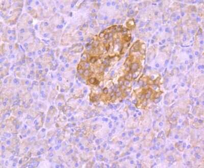 Immunohistochemistry-Paraffin: Aldolase A Antibody (JM54-19) [NBP2-75402] - Analysis of paraffin-embedded human pancreas tissue using anti-Aldolase antibody. Counter stained with hematoxylin.