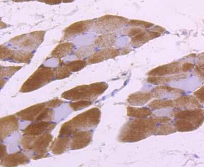 Immunohistochemistry-Paraffin: Aldolase A Antibody (JM54-19) [NBP2-75402] - Analysis of paraffin-embedded rat skeletal muscle tissue using anti-Aldolase antibody. Counter stained with hematoxylin.