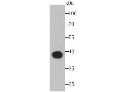 Western Blot: Aldolase A Antibody (JM54-19) [NBP2-75402] - Analysis of Aldolase on Zebrafish tissue lysates using anti-Aldolase antibody at 1/200 dilution.