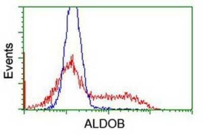 Flow Cytometry: Aldolase B Antibody (OTI3C6) - Azide and BSA Free [NBP2-70162] - HEK293T cells transfected with either overexpression plasmid (Red) or empty vector control plasmid (Blue) were immunostaining by anti-Aldolase B antibody, and then analyzed by flow cytometry.