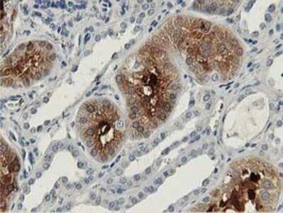 Immunohistochemistry: Aldolase B Antibody (OTI3C6) - Azide and BSA Free [NBP2-70162] - Staining of paraffin-embedded Human Kidney tissue using anti-Aldolase B mouse monoclonal antibody.