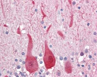 Immunohistochemistry-Paraffin: Aldolase C Antibody [NBP1-50546] - Analysis of anti-ALDOC antibody with human brain, cerebellum at concentration 10 ug/ml.