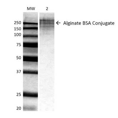 Western Blot: Alginate Antibody (3G4-1F5) [NBP2-59349] - Western Blot analysis of ALL BSA-Alginate Conjugate showing detection of ~250 kDa Alginate protein using Mouse Anti-Alginate Monoclonal Antibody, Clone 3G4-1F5 (SMC-209). Lane 1: MW ladder. Lane 2: 0.625ug BSA:Alginate. Load: 0.625 µg. Block: 5% milk + TBST for 1 hour at RT. Primary Antibody: Mouse Anti-Alginate Monoclonal Antibody (SMC-209) at 1:500 for 1 hour at RT. Secondary Antibody: HRP Goat Anti-Mouse at 1:100 for 1 hour at RT. Color Development: TMB solution for 2 min at RT. Predicted/Observed Size: ~250 kDa.