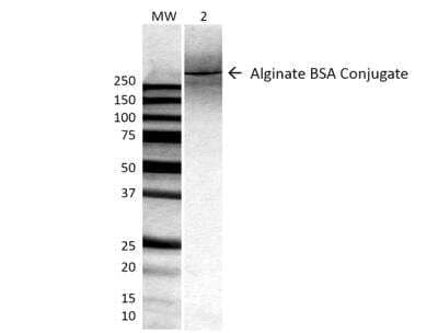 Western Blot: Alginate Antibody (4B10-1C5) [NBP2-59348] - Analysis of ALL BSA-Alginate Conjugate showing detection of ~250 kDa Alginate protein using Mouse Anti-Alginate Monoclonal Antibody, Clone 4B10-1C5. Lane 1: MW ladder. Lane 2: 0.625ug BSA:Alginate. Load: 0.625 ug. Block: 5% milk + TBST for 1 hour at RT. Primary Antibody: Mouse Anti-Alginate Monoclonal Antibody at 1:500 for 1 hour at RT. Secondary Antibody: HRP Goat Anti-Mouse at 1:100 for 1 hour at RT. Color Development: TMB solution for 2 min at RT. Predicted/Observed Size: ~250 kDa.