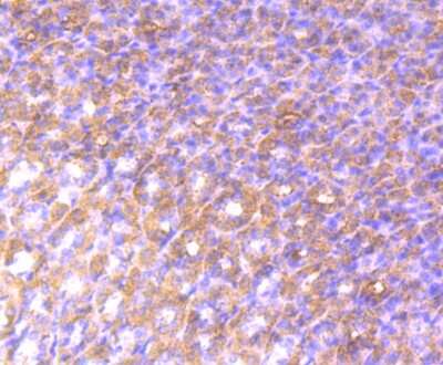 Immunohistochemistry-Paraffin: Alix Antibody (JM85-31) [NBP2-75403] - Analysis of paraffin-embedded rat stomach tissue using anti-ALIX antibody. Counter stained with hematoxylin.