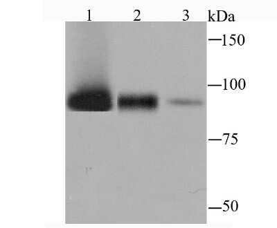 Western Blot: Alix Antibody (JM85-31) [NBP2-75403] - Analysis of ALIX on different cell lysates using anti-ALIX antibody at 1/1,000 dilution.Positive control: Lane 1: Hela, Lane 2: PC-12,  Lane 3: NIH-3T3