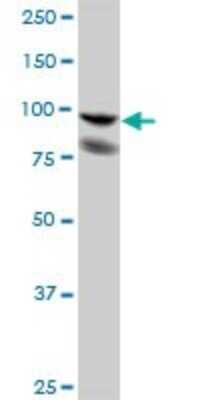 Western Blot: Alix Antibody [H00010015-B01P] - Analysis of PDCD6IP expression in HeLa.