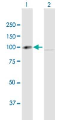 Western Blot: Alix Antibody [H00010015-B01P] - Analysis of PDCD6IP expression in transfected 293T cell line by PDCD6IP polyclonal antibody.  Lane 1: PDCD6IP transfected lysate(95.48 KDa). Lane 2: Non-transfected lysate.