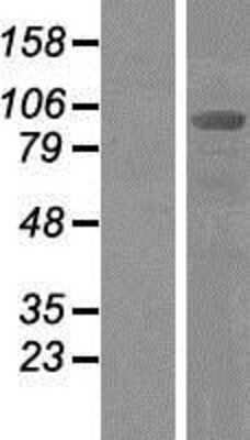 Western Blot Alix Overexpression Lysate