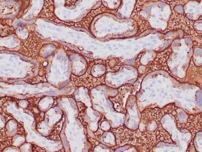 Immunohistochemistry-Paraffin: Alkaline Phosphatase/ALPP Antibody (ALP/870) - Azide and BSA Free [NBP2-47988] - Formalin-fixed, paraffin-embedded human placenta stained with Alkaline Phosphatase/ALPP Mouse Monoclonal Antibody (ALP/870).