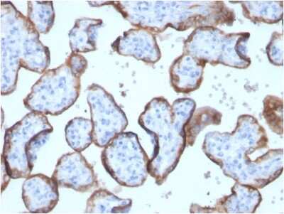 Immunohistochemistry-Paraffin: Alkaline Phosphatase/ALPP Antibody (ALPP/2899R) - Azide and BSA Free [NBP3-08817] - Formalin-fixed, paraffin-embedded human placenta stained with Alkaline Phosphatase/ALPP Rabbit Recombinant Monoclonal Antibody (ALPP/2899R).