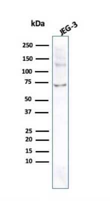 Western Blot: Alkaline Phosphatase/ALPP Antibody (ALPP/2899R) - Azide and BSA Free [NBP3-08817] - Western Blot Analysis of JEG-3 cell lysate using Alkaline Phosphatase/ALPP Rabbit Recombinant Monoclonal Antibody (ALPP/2899R).