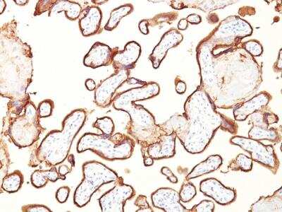 Immunohistochemistry-Paraffin: Alkaline Phosphatase/ALPP Antibody (GM022) - Azide and BSA Free [NBP2-47992] - Formalin-fixed, paraffin-embedded human placenta stained with PLAP Mouse Monoclonal Antibody (GM022).