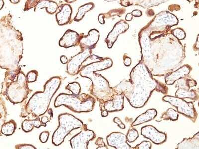 Immunohistochemistry-Paraffin: Alkaline Phosphatase/ALPP Antibody (GM022) - IHC-Prediluted [NBP2-48100] - Human Placenta stained with PLAP Monoclonal Antibody (GM022).