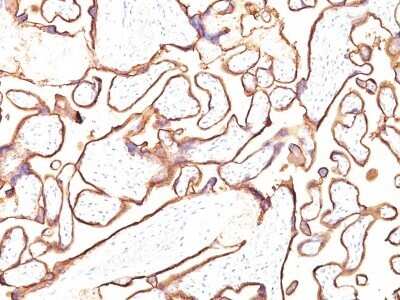 Immunohistochemistry-Paraffin: Alkaline Phosphatase/ALPP Antibody (PL8-F6) - Azide and BSA Free [NBP2-47993] - Human Placenta stained with PLAP Monoclonal Antibody (PL8-F6).