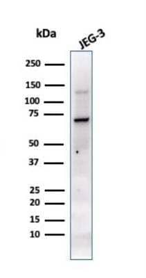 Western Blot: Alkaline Phosphatase/ALPP Antibody (PL8-F6) - Azide and BSA Free [NBP2-47993] - Western Blot Analysis of JEG-3 cell lysate using PLAP MAb (PL8-F6).