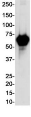 Western Blot: Alkaline Phosphatase/ALPP Antibody (S01-8I3) [NBP3-20050] - Western blot detection of Alkaline Phosphatase/ALPP in Hela cell lysates using NBP3-20050 (1:1000 diluted). Predicted band size: 58KDa. Observed band size: 70KDa.