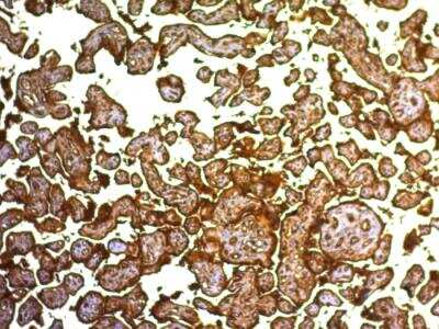 Immunohistochemistry-Paraffin: Alkaline Phosphatase/ALPP Antibody (SPM593) - Azide and BSA Free [NBP2-47989] - Formalin-fixed, paraffin-embedded human Placenta stained with PLAP Monoclonal Antibody (SPM593).